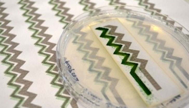 Представете си, че подобна хартия у дома може да работи като био датчик за качеството на въздуха. И да го пречиства Представете си, че подобна хартия у дома може да работи като био датчик за качеството на въздуха. И да го пречиства