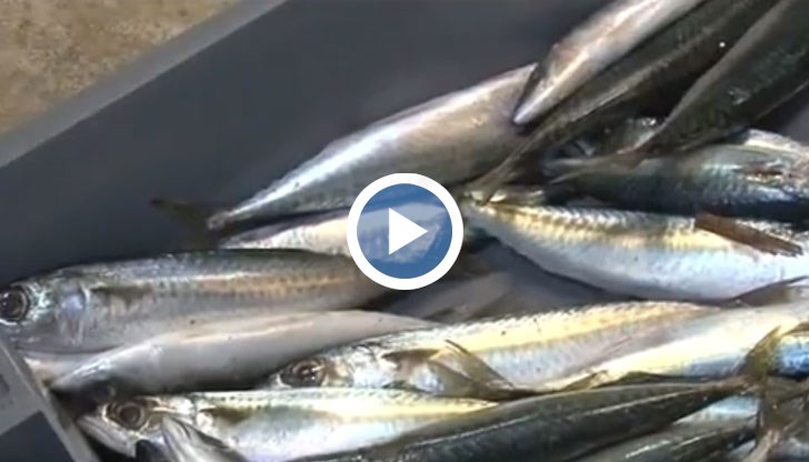 Дни преди Никулден - каква риба ни предлагат търговците?