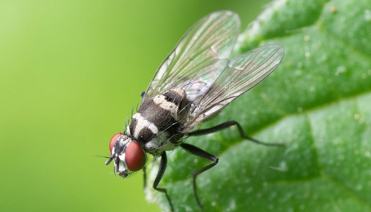 Учените обясниха защо трябва да се страхуваме от мухите