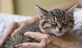 Клиника дава 22 хиляди паунда за гушкане на котки