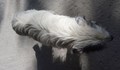Изгубено е бяло куче в квартал "Дружба"