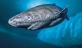 500-годишна акула е най-старото живо гръбначно в света