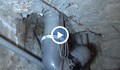 Фекална вода се излива в мазата на русенец