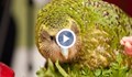 Изчезна най-известната птица, мислеща се за човек
