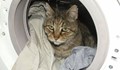 Изпраха котарак в пералня