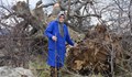 300-годишен дъб в Ардинско се събори от вятъра