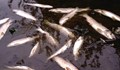 Мъртва риба се носи по река Въча край Кричим