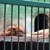 Колко животни трябва да умрат в Разградския зоопарк?