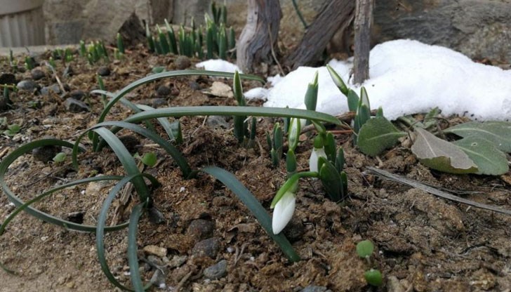 Предвестниците на пролетта украсиха градинката на кметът на смолянското село Търън Явор Говедаров