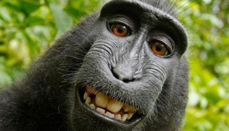 Маймуната открадна фотоапарат и си направи селфи