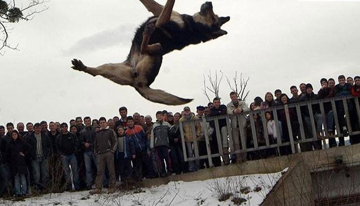 Според Уикипедия, в района на Странджа, примерно, той се изпълнява от ергени, които връзват двойно въже, с примка по средата, на два дълги кола и в тази примка поставят кучето