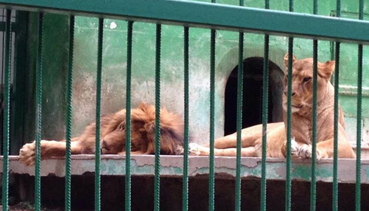 Множество сигнали от страна на защитници на животни са изпращани през годините до контролните органи относно жестокото и нехуманно отношение и мизерните условия, в които животните живеят Множество сигнали от страна на защитници на животни са изпращани през годините до контролните органи относно жестокото и нехуманно отношение и мизерните условия, в които животните живеят