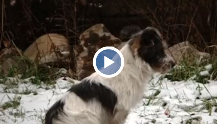 За последните 2 години има 30 % ръст на престъпленията срещу животни