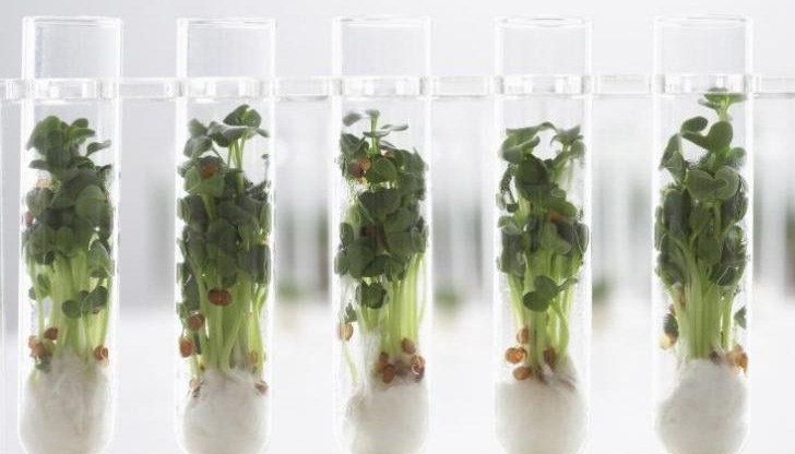 Съществува механизъм, който позволява зародишни клетки в растения да станат безсмъртни Съществува механизъм, който позволява зародишни клетки в растения да станат безсмъртни