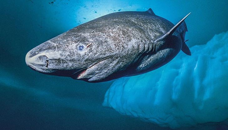 Дали наистина гренландските акули могат да преживеят няколко века