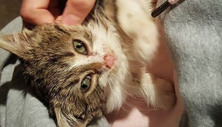 Котенцето си търси дом, за да не стои повече в клетка