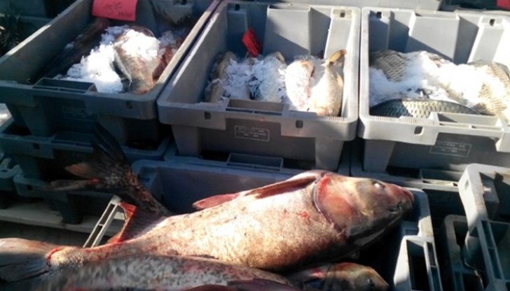 Масови проверки на търговците на риба