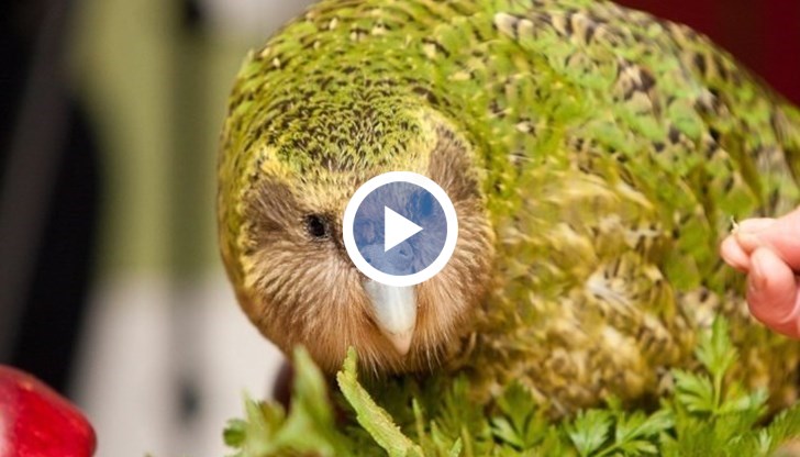 Сироко доби световна популярност, след като опита да се чифтоса с мъж в телевизионно предаване