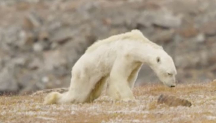 Телевизионен екип засне умираща от глад полярна мечка