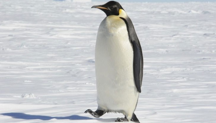 Учени стигнаха до озадачаващи изводи за пингвините