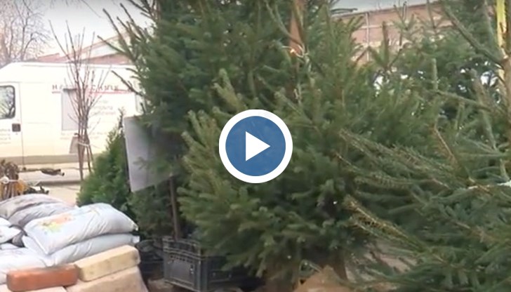 На пазара в Русе се предлагат четири различни сорта