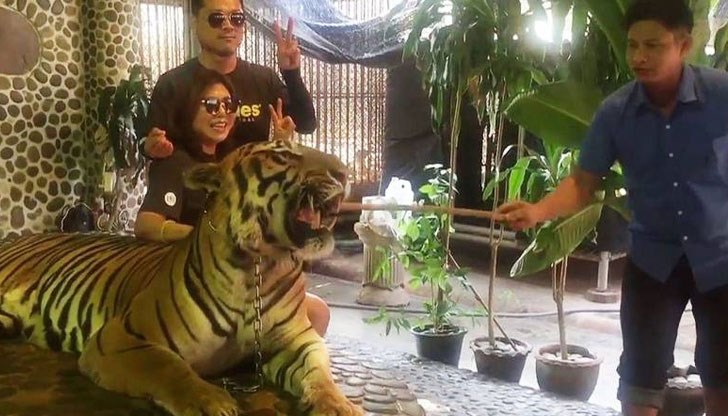 Зоологическа градина в Тайланд предизвика възмущение