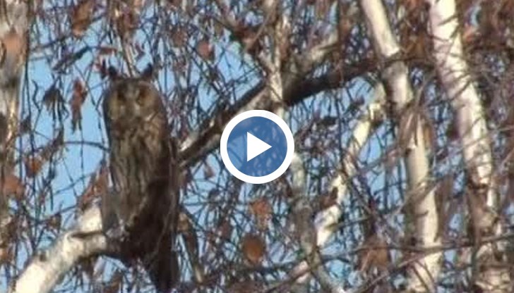 Птиците са избрали за свой пристан висока бреза край обредния дом