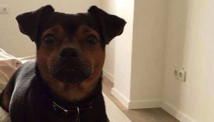 Стопаните на Роки обявиха награда за информация, която ще доведе до откриването на кучето им