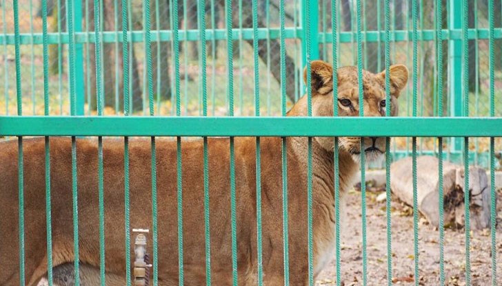 От "Четири лапи" ще я транспортират от Разград до София