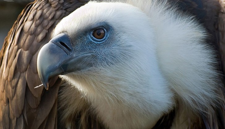 Птицата е оцеляла, благодарение на ловци, които са я хранили Птицата е оцеляла, благодарение на ловци, които са я хранили