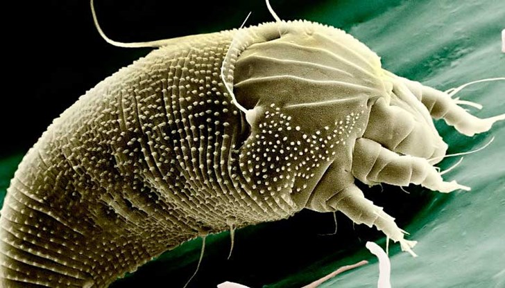 Откритието е достойно за „Джурасик парк“.