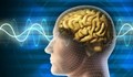 Човешкият мозък притежава биологичен Wi-Fi