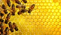 Пчелите лекуват над 500 болести