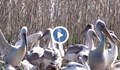 Пеликаните долетяха в "Сребърна"