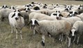 Забраниха на румънски овце да пасат край база на НАТО