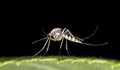 Комари, преносители на вируса Зика, се появиха в Турция