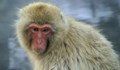Китайски учени клонираха примати