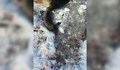 Разстреляха питомни кученца в Русенско