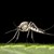 Комари, преносители на вируса Зика, се появиха в Турция