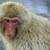 Китайски учени клонираха примати