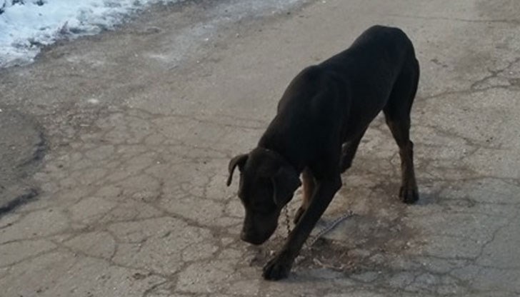Куче с каишка и висящ от нея синджир е забелязано тази сутрин в квартал "Тракция"