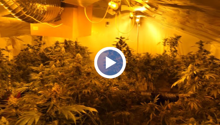 Таванското помещение било приспособено в оранжерия за отглеждане на марихуана