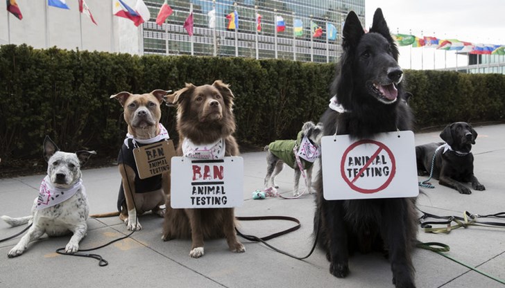 Кучета протестираха пред седалището на ООН