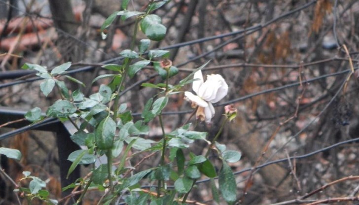 Необичайният цъфтеж на дървета и цветя през зимата не се случва за първи път