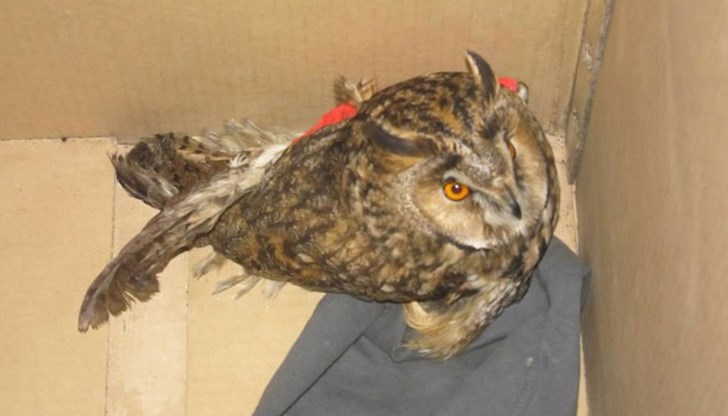 Птицата е транспортирана за лечение и последващи грижи в Спасителен център за диви животни