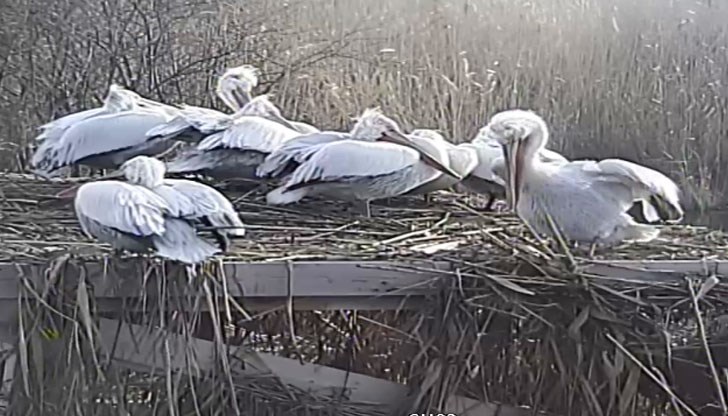 През почивните дни част от защитените птици са пренощували на територията на резервата