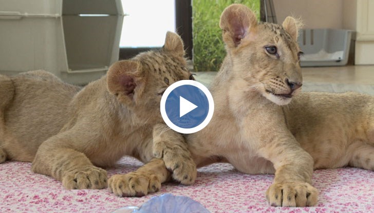 Искаме тези животни да живеят добре и считаме, че имаме опит и компетентност те да се чувстват така, заяви Тодор Попов