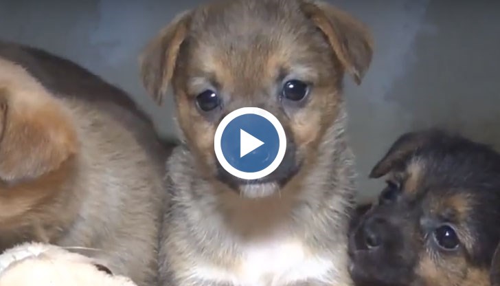 Кученцата са приютени в къща в Парка на младежта