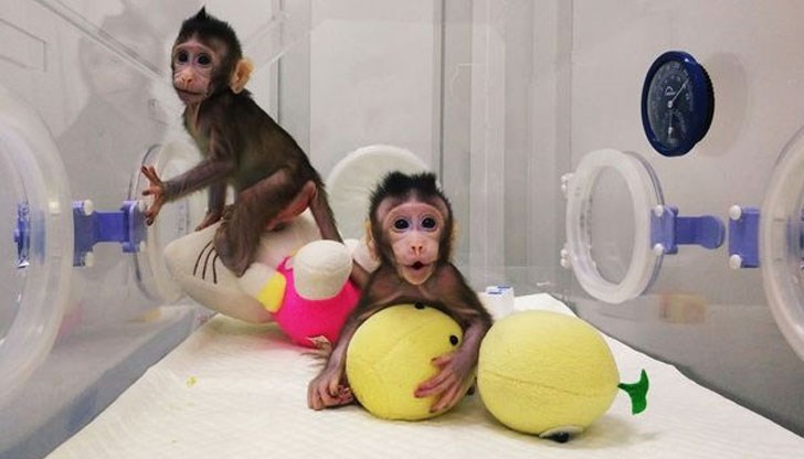 Приматите са клонирани на принципа на овцата Доли и са стъпка напред в борбата с рака и имунните заболявания