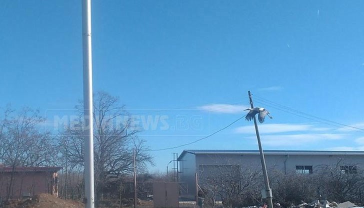 Няколко екземпляра от красивите предвестници на пролетта се реят в небето над село Косталево